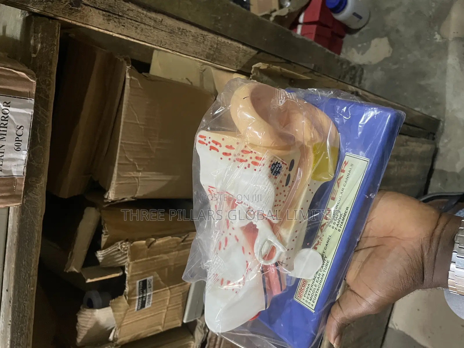 Human Ear Model