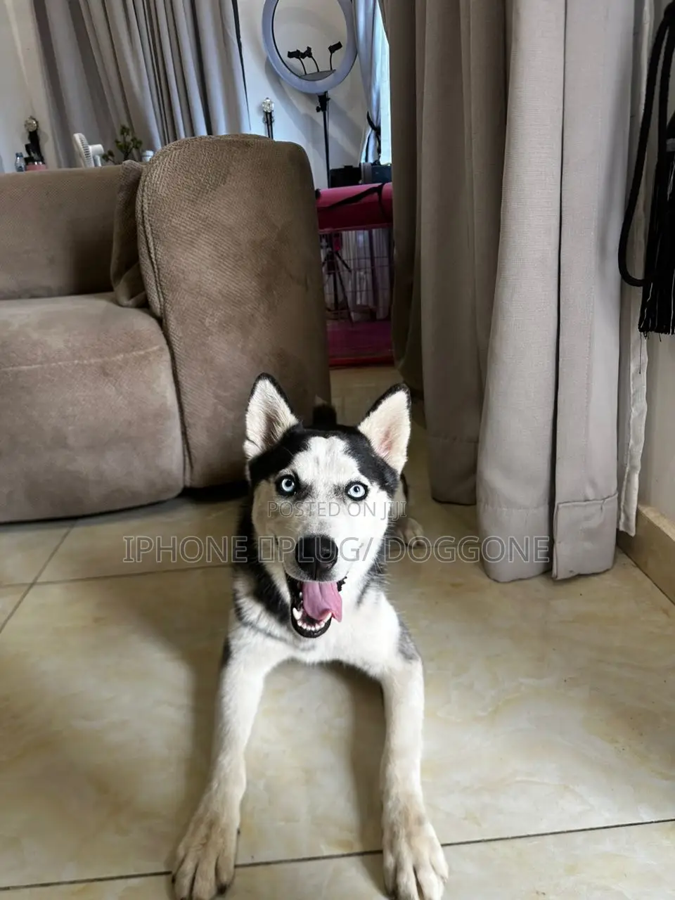 6-12 months Male Purebred Siberian Husky