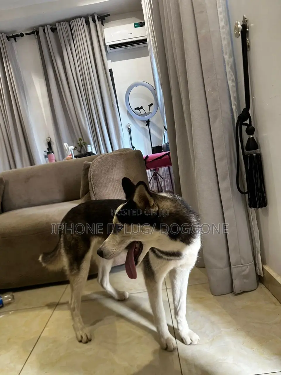 6-12 months Male Purebred Siberian Husky
