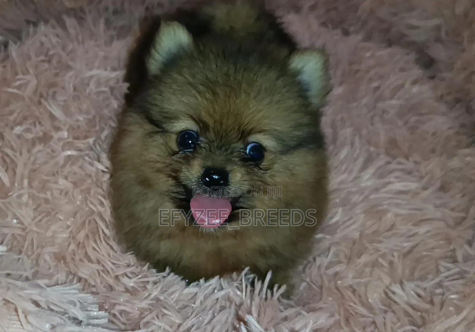 1-3 months Male Purebred Pomeranian
