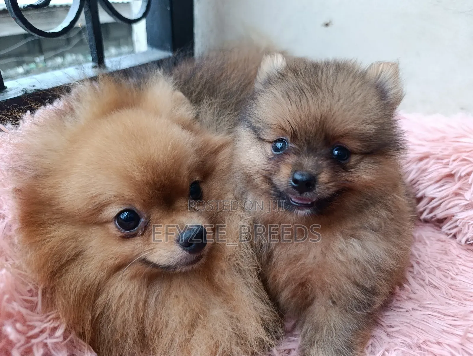 1-3 months Male Purebred Pomeranian