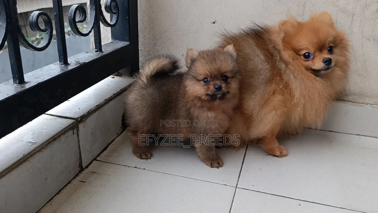 1-3 months Male Purebred Pomeranian