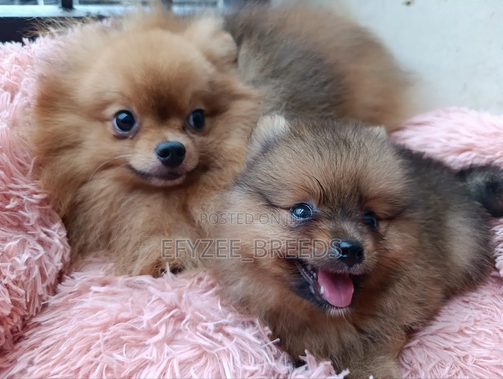 1-3 months Male Purebred Pomeranian