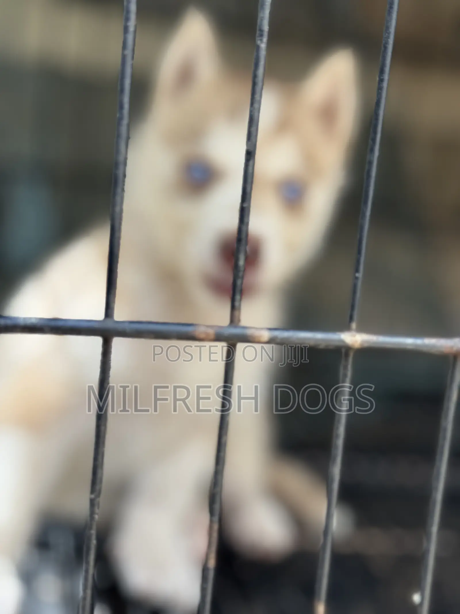 1-3 months Female Purebred Siberian Husky