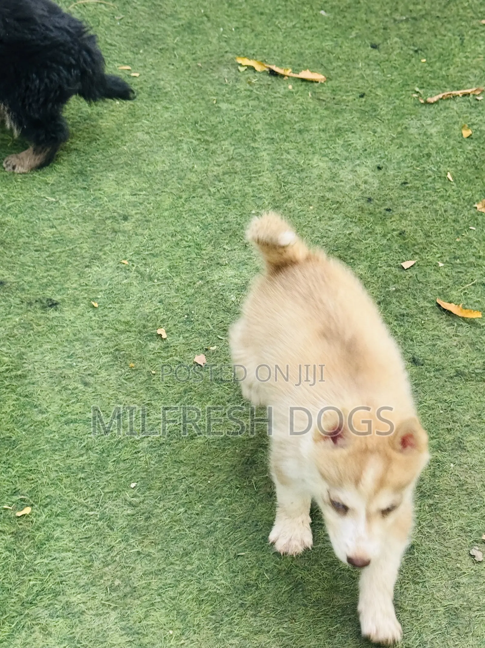 1-3 months Female Purebred Siberian Husky