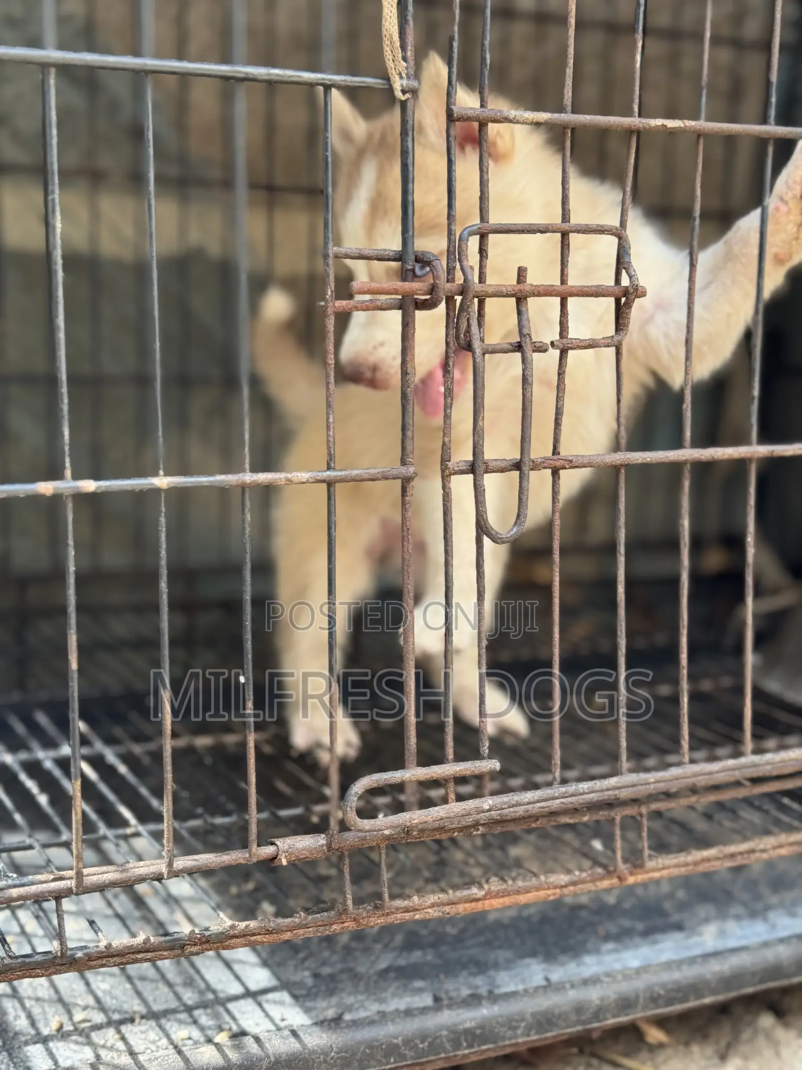 1-3 months Female Purebred Siberian Husky