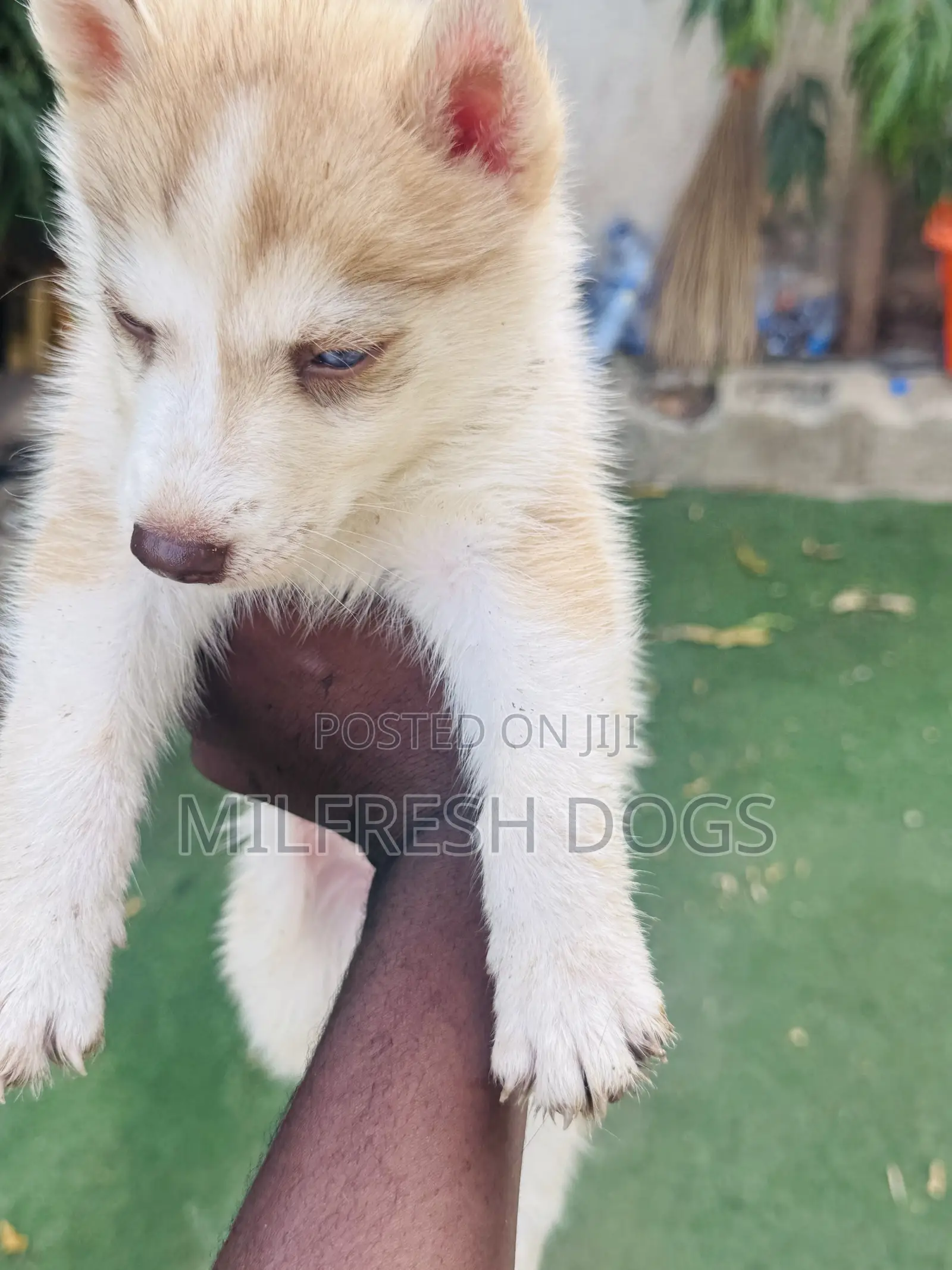 1-3 months Female Purebred Siberian Husky