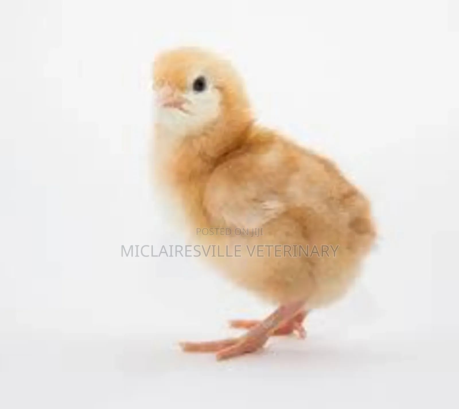 Day Old Chi Pullets (Isa Brown) || 1 Carton -#2750