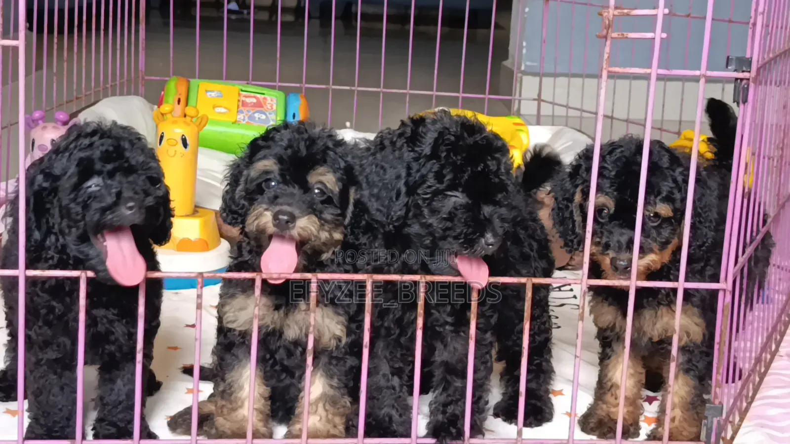 1-3 months Male Purebred Poodle