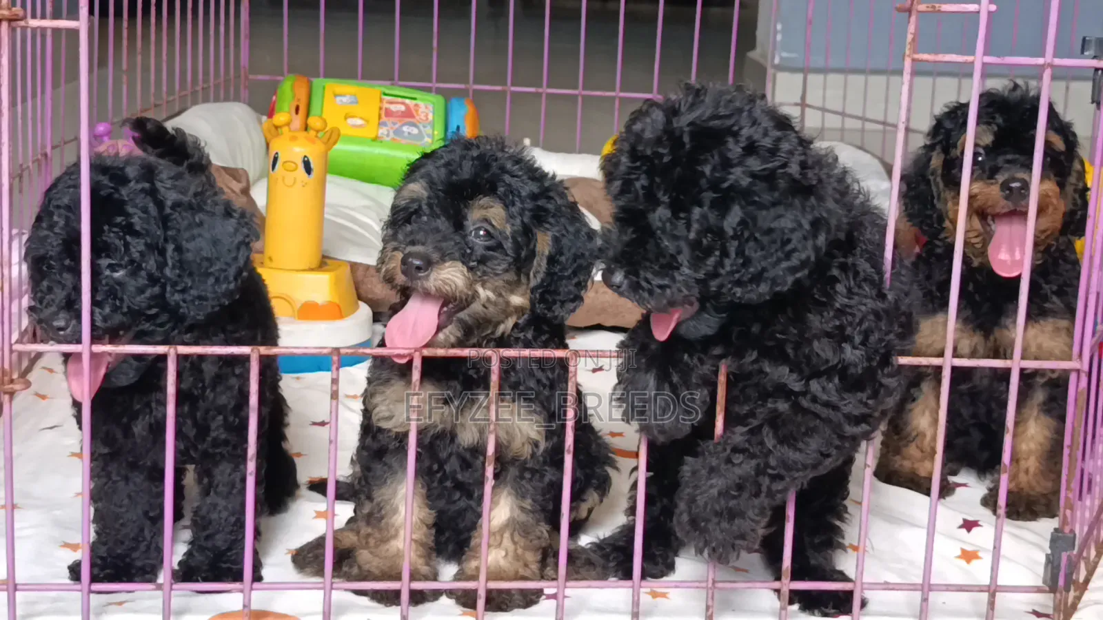 1-3 months Male Purebred Poodle