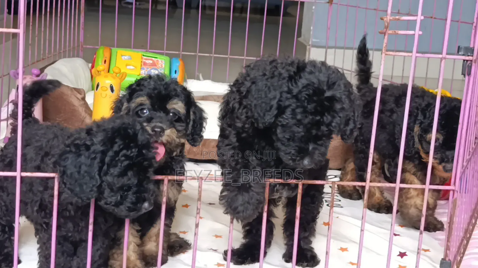 1-3 months Male Purebred Poodle