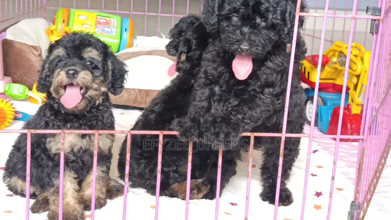 1-3 months Male Purebred Poodle
