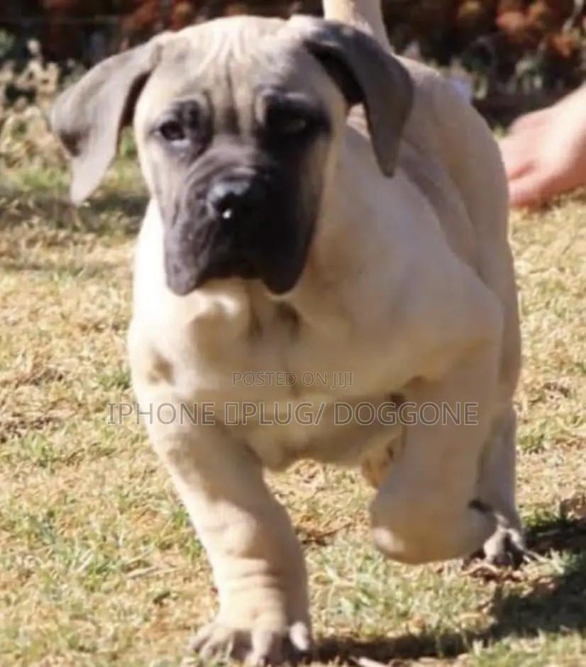 1-3 months Female Purebred Boerboel