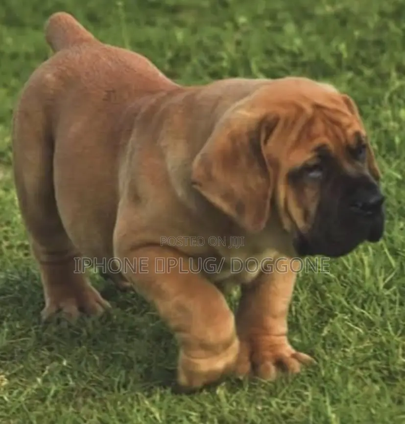 1-3 months Female Purebred Boerboel
