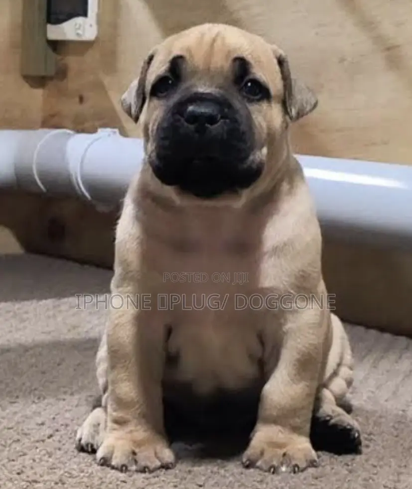 1-3 months Female Purebred Boerboel