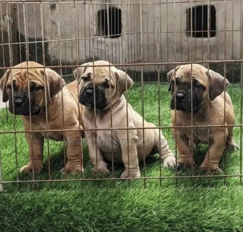 1-3 months Female Purebred Boerboel