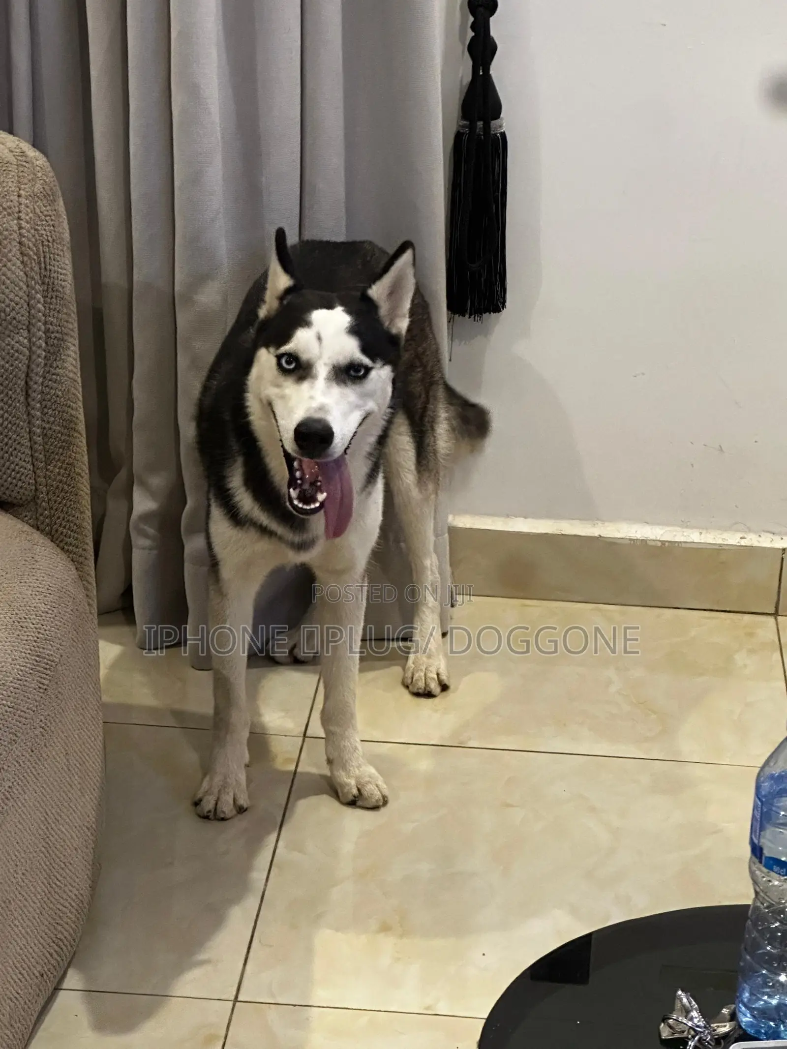 6-12 months Male Purebred Siberian Husky