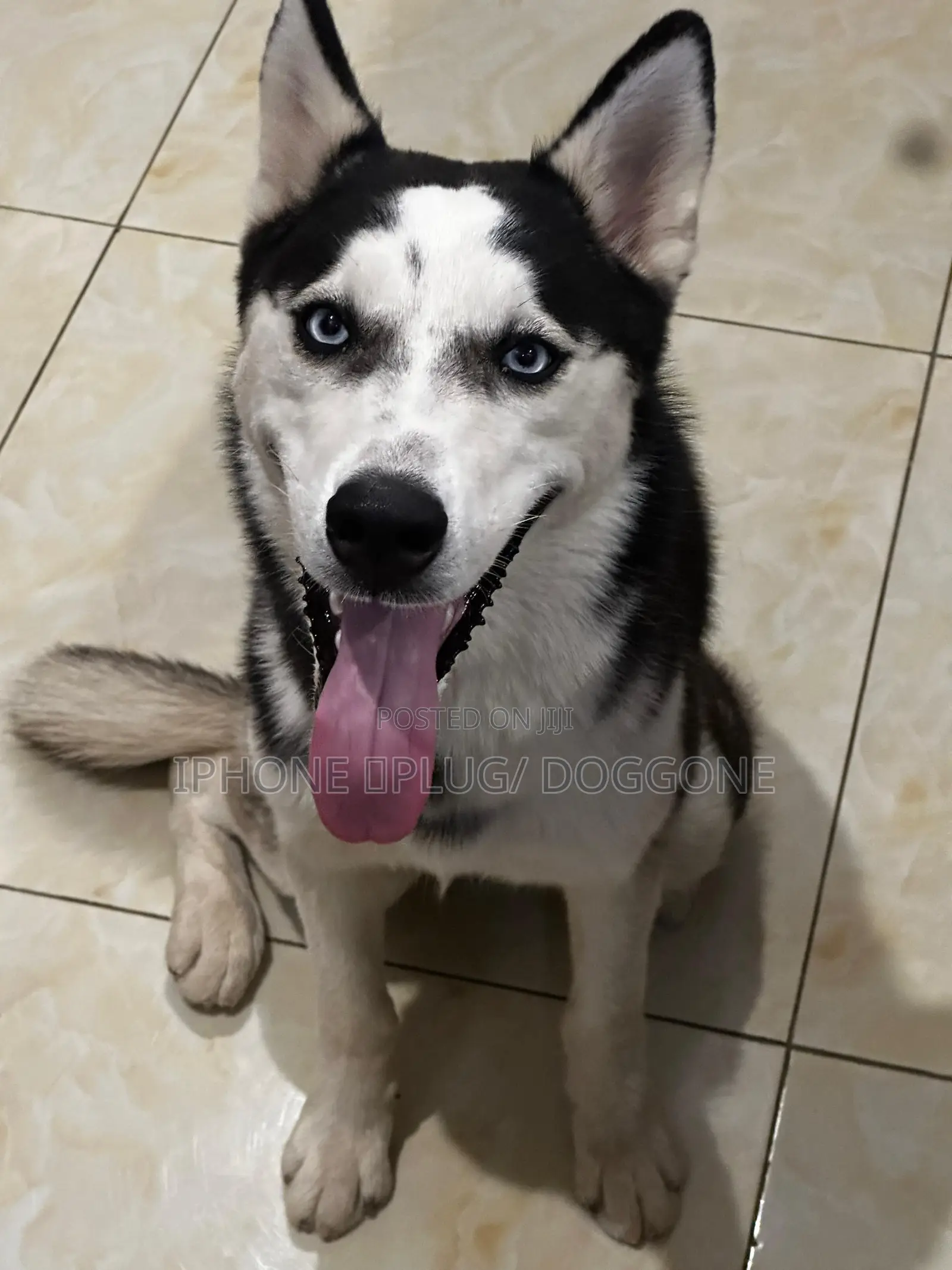 6-12 months Male Purebred Siberian Husky