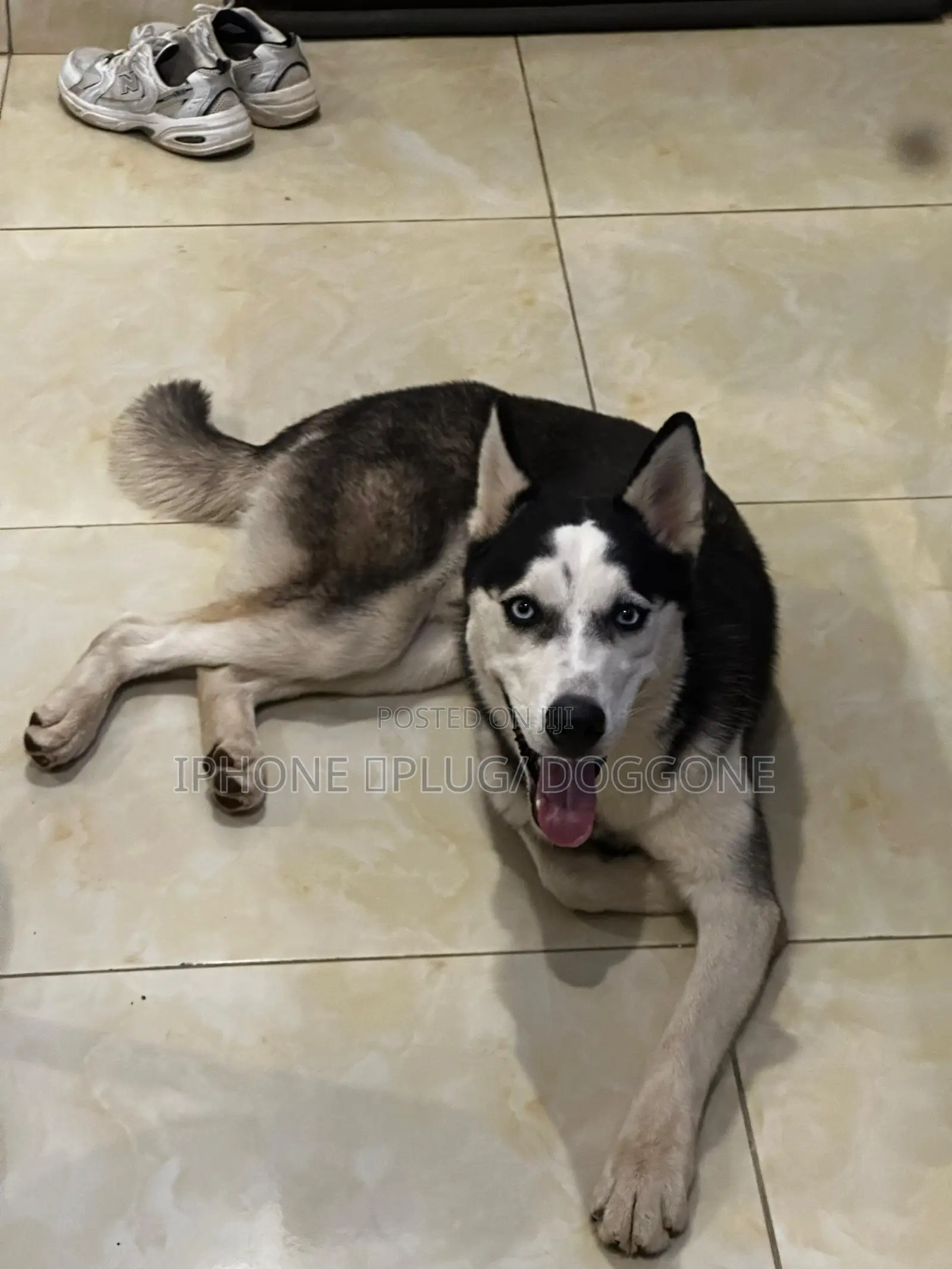 6-12 months Male Purebred Siberian Husky