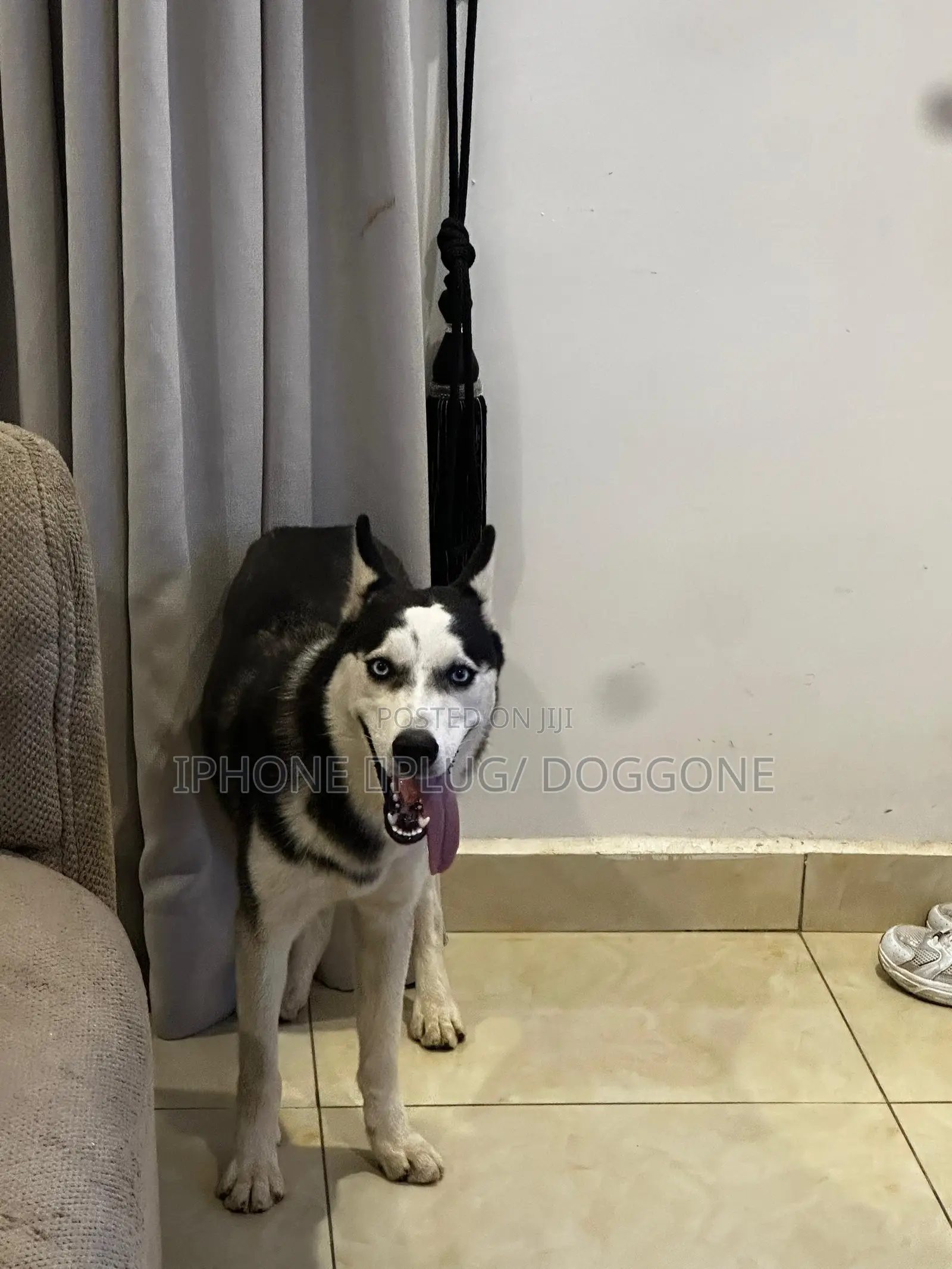 6-12 months Male Purebred Siberian Husky