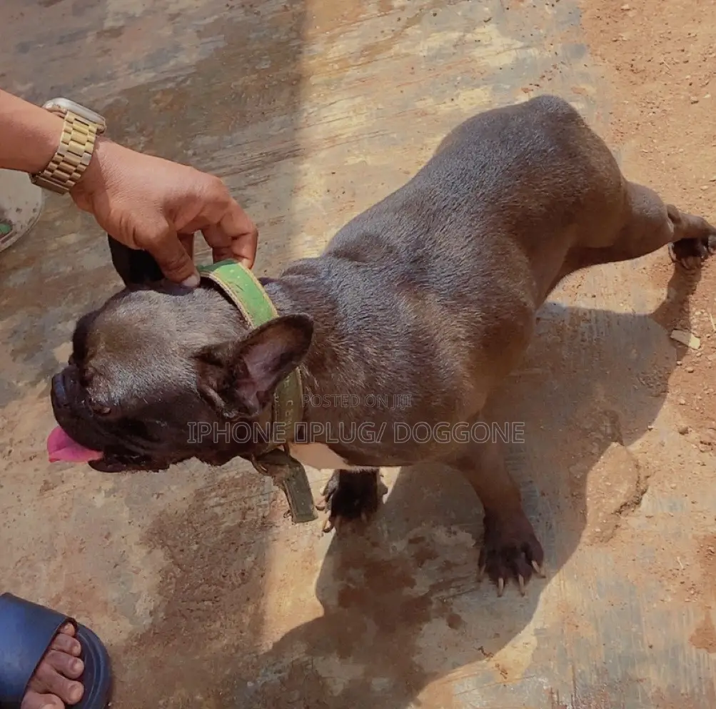 1+ year Female Purebred French Bulldog