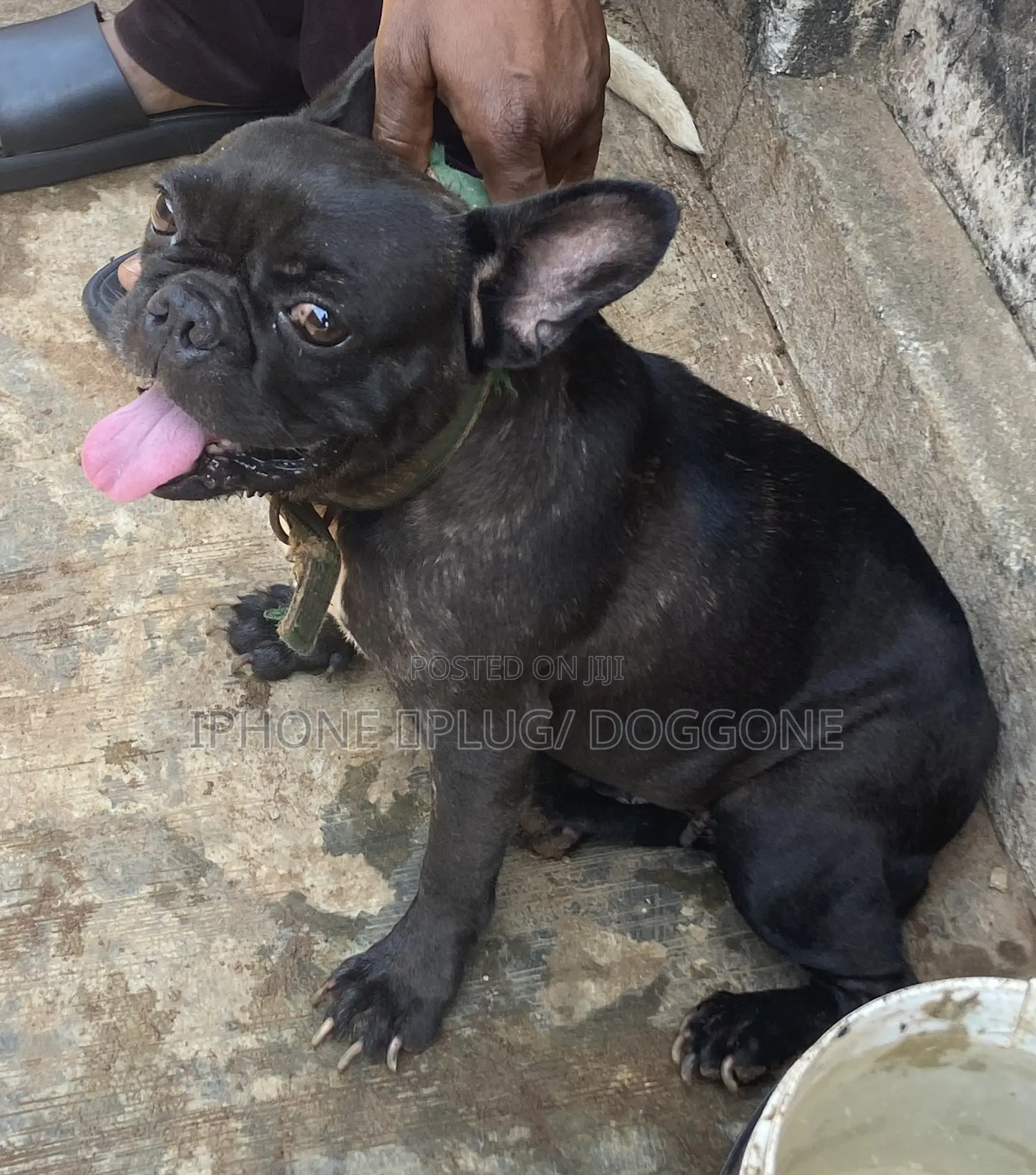 1+ year Female Purebred French Bulldog