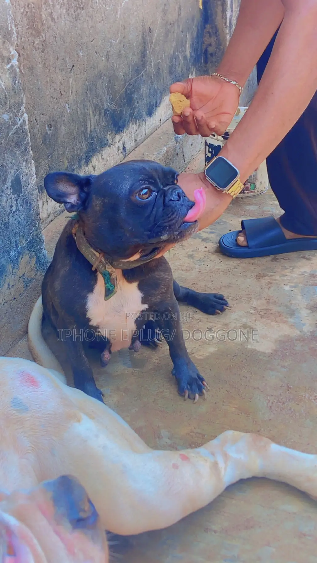 1+ year Female Purebred French Bulldog