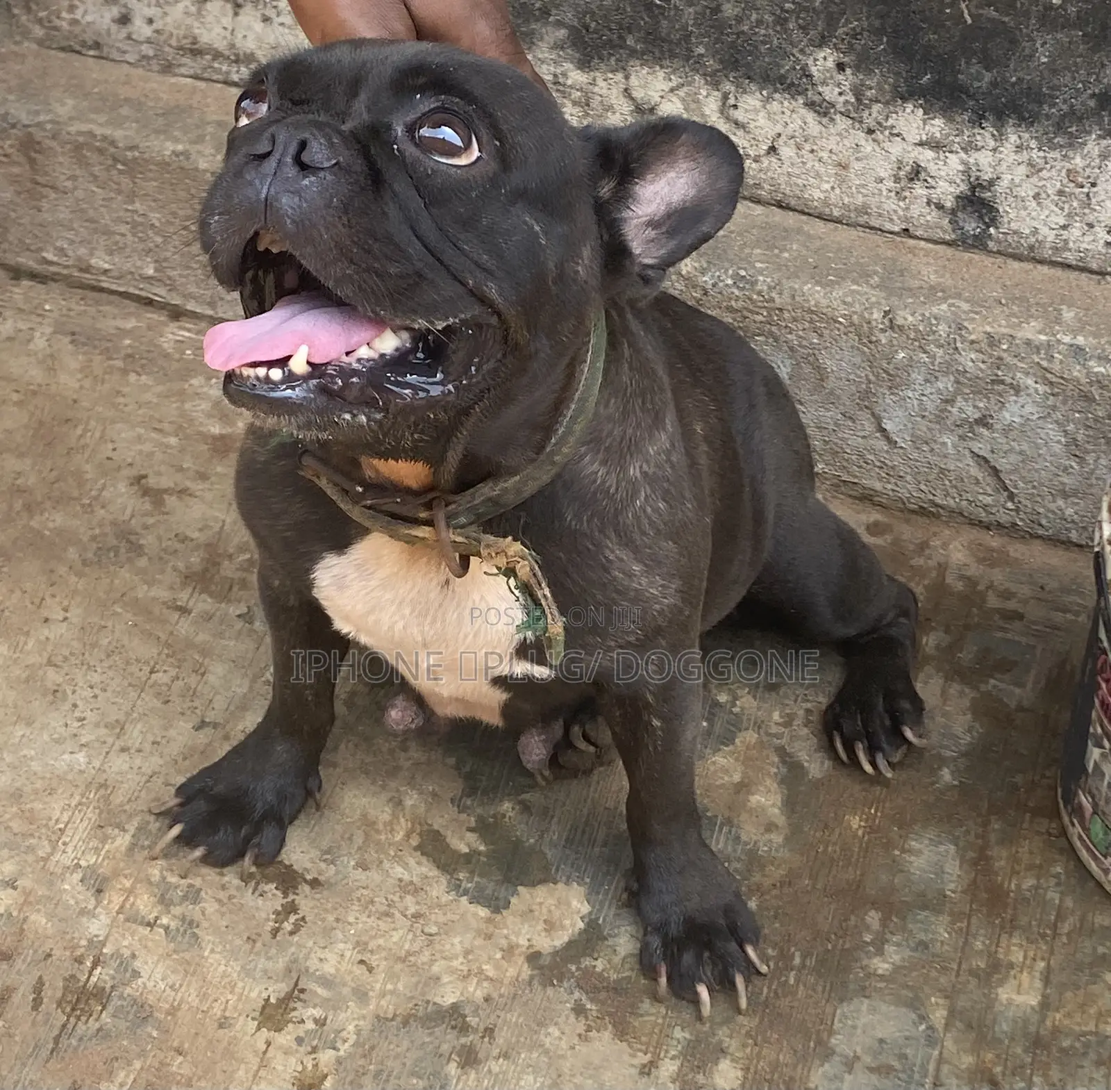 1+ year Female Purebred French Bulldog