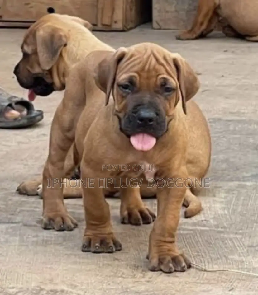 1-3 months Male Purebred Boerboel