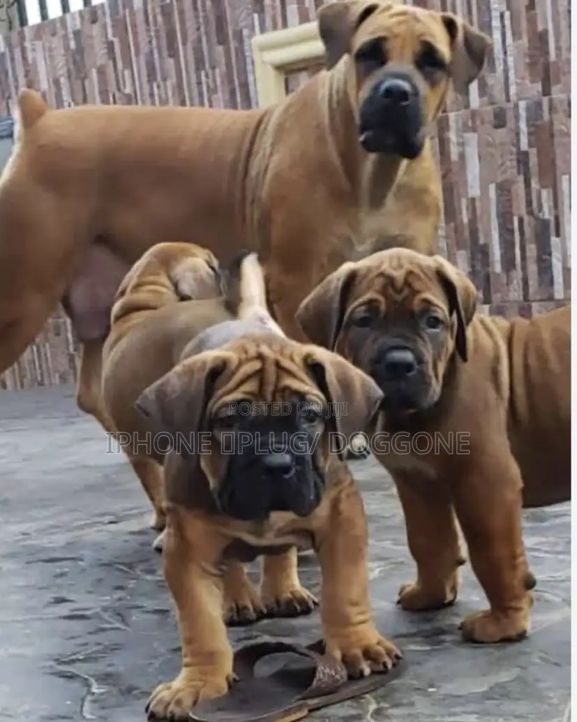 1-3 months Male Purebred Boerboel