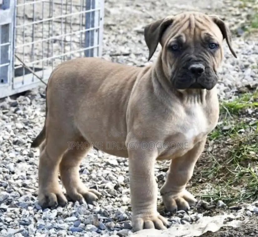 1-3 months Male Purebred Boerboel