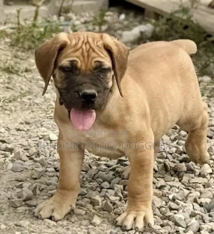 3-6 months Female Purebred Boerboel