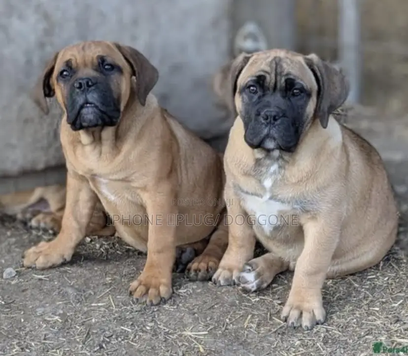 3-6 months Male Purebred Boerboel