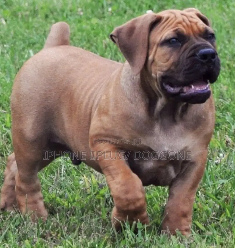 3-6 months Male Purebred Boerboel