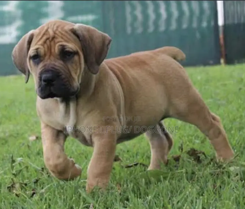 3-6 months Male Purebred Boerboel