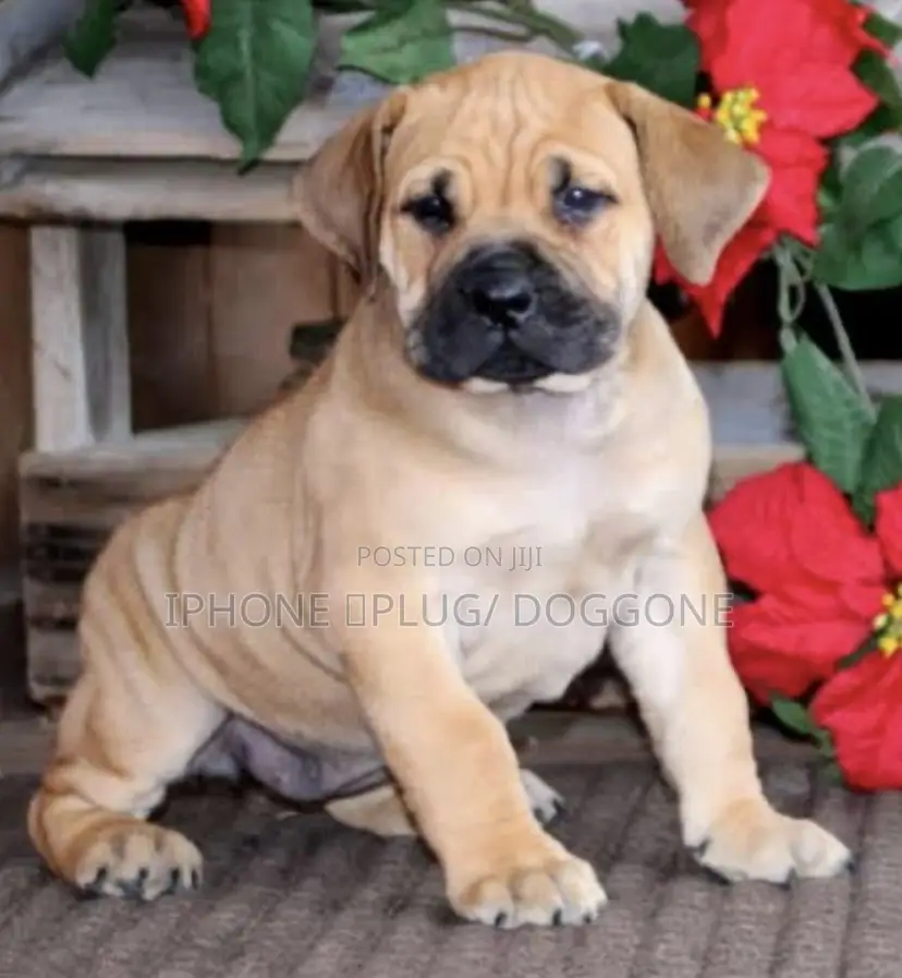 0-1 month Male Purebred Boerboel