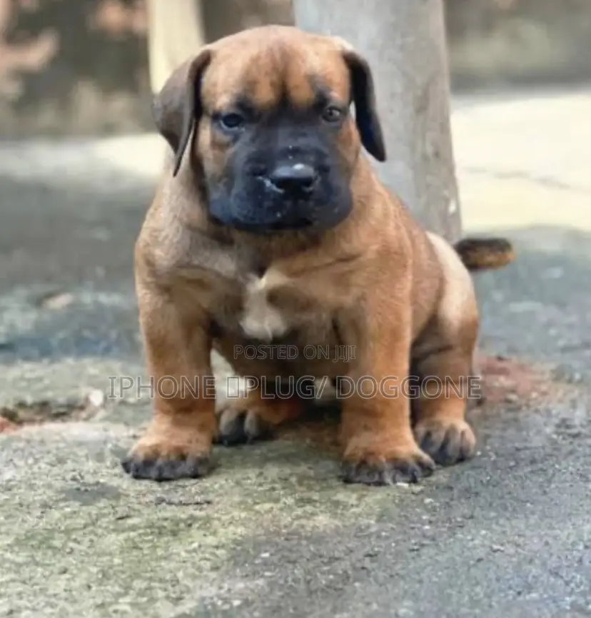 0-1 month Male Purebred Boerboel