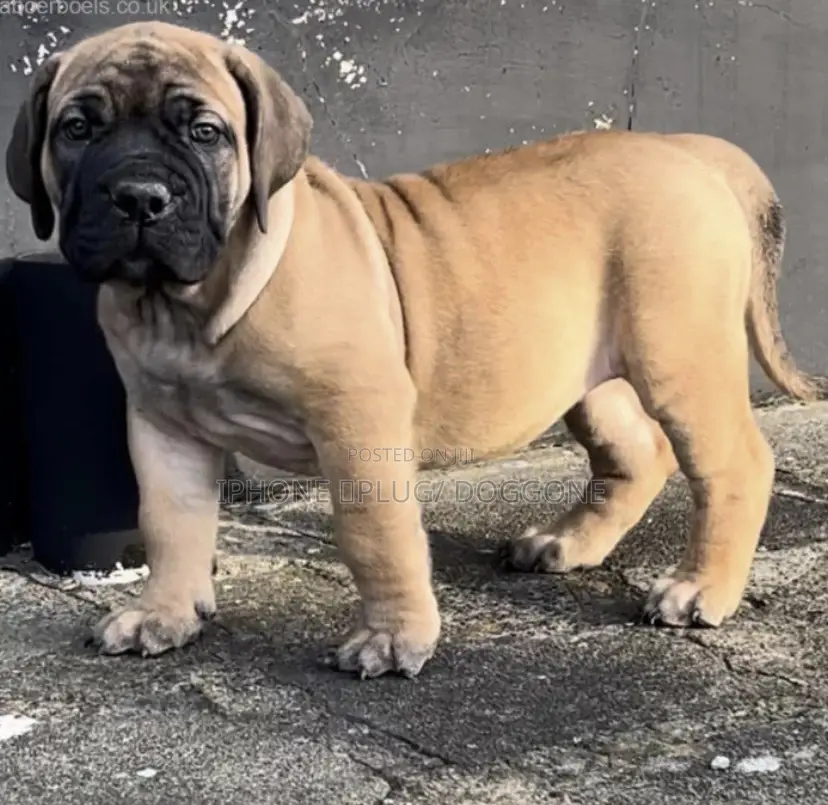 0-1 month Male Purebred Boerboel