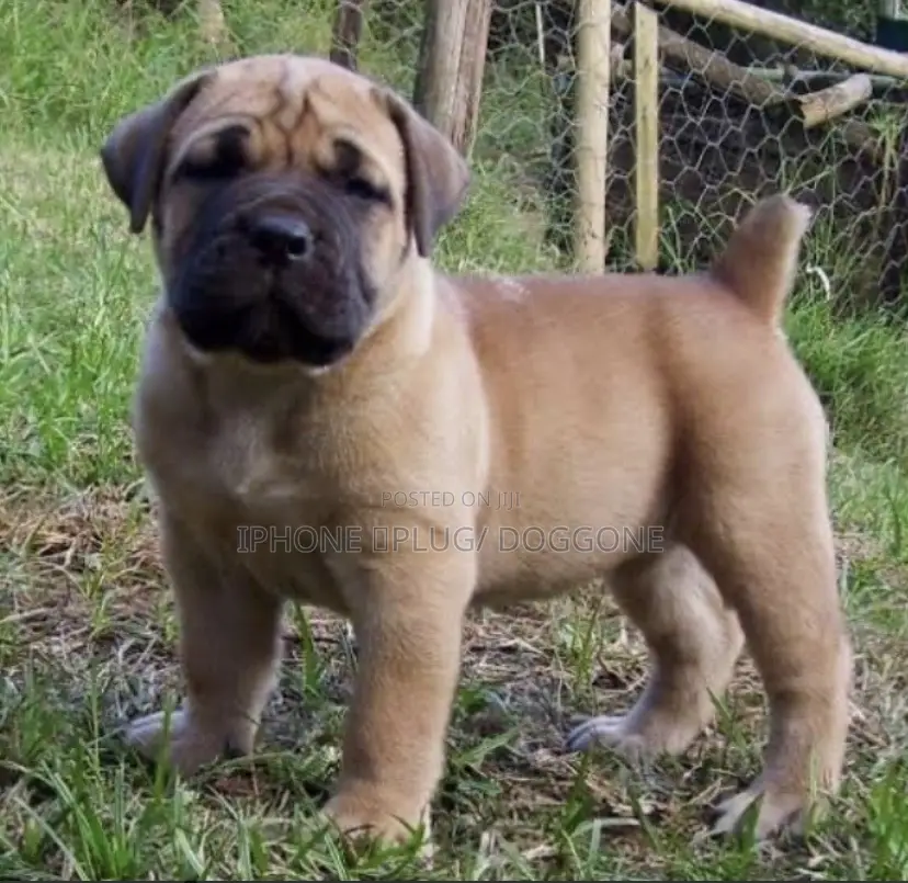 0-1 month Male Purebred Boerboel
