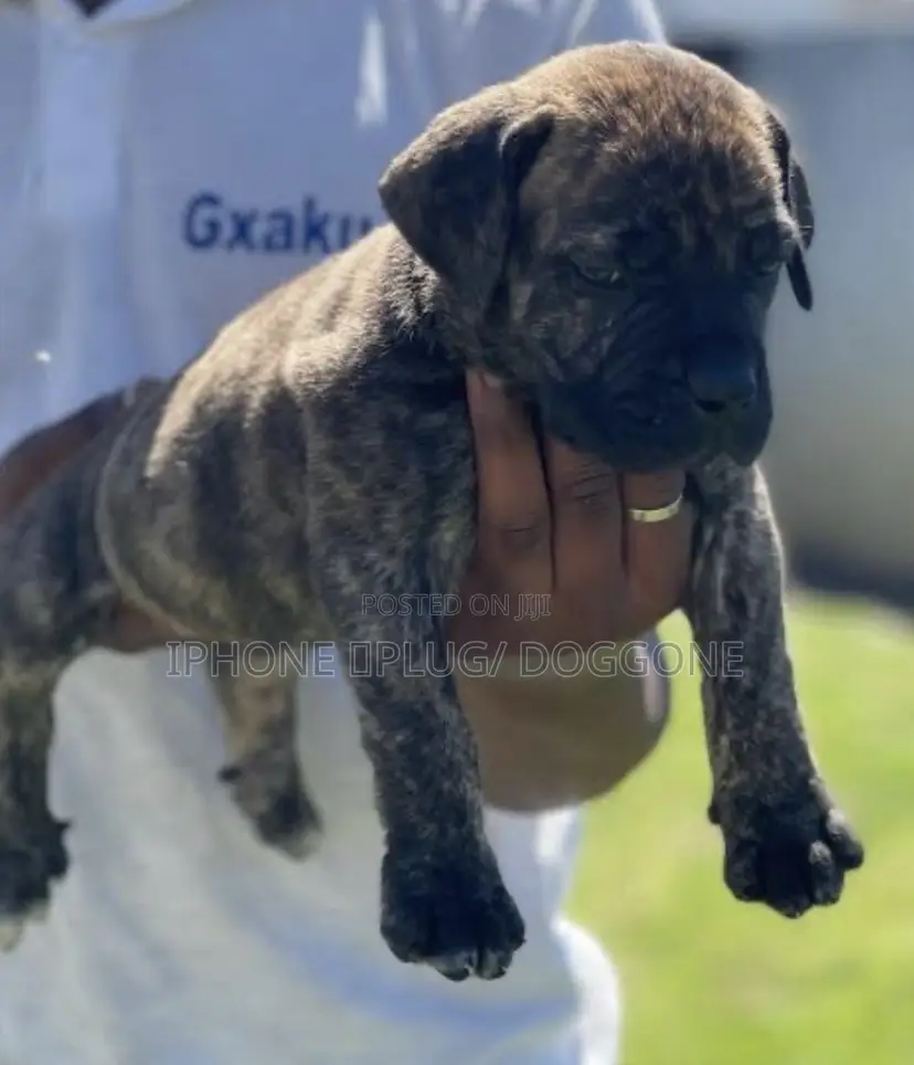 0-1 month Female Purebred Boerboel