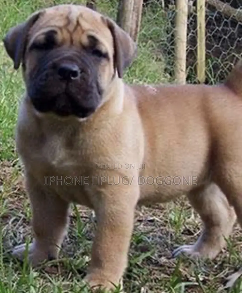 0-1 month Female Purebred Boerboel