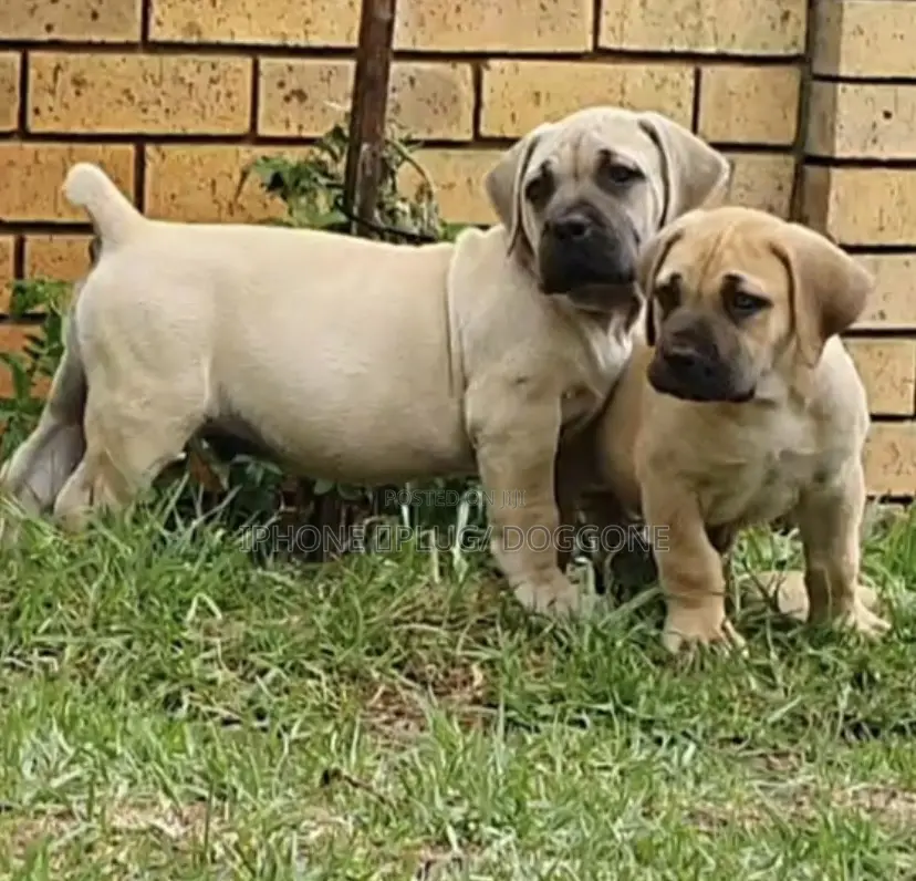 0-1 month Female Purebred Boerboel