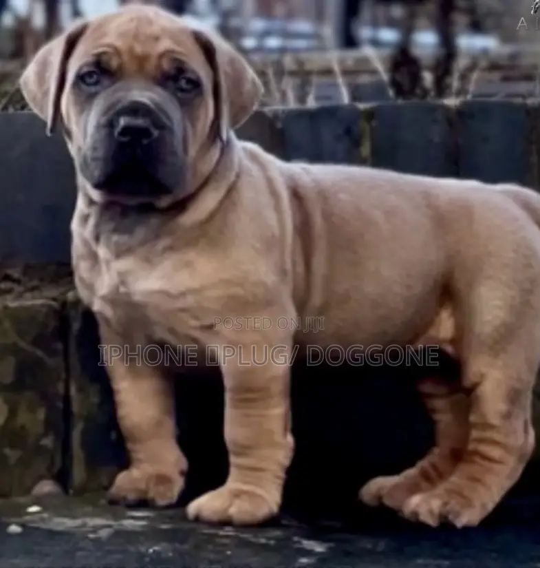 0-1 month Female Purebred Boerboel