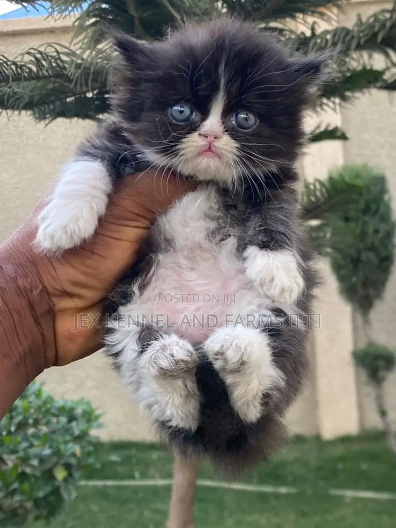 1-3 months Male Purebred Persian