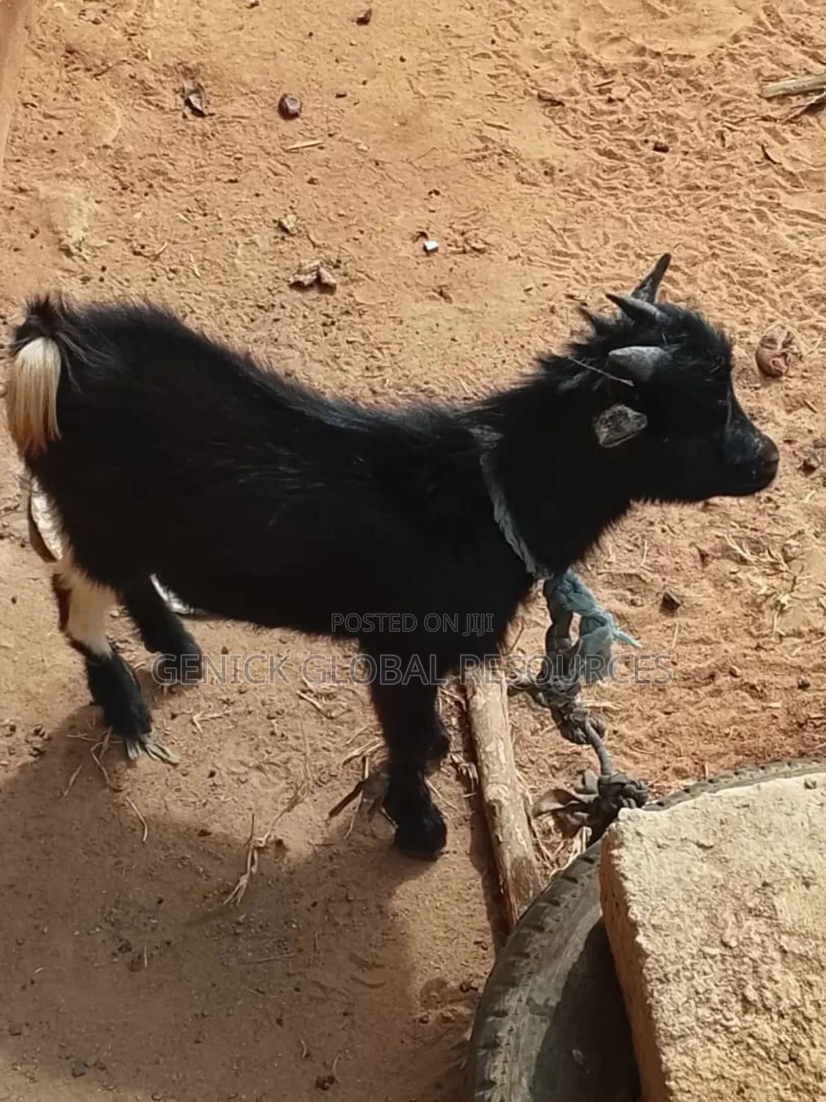 Active Male Goat