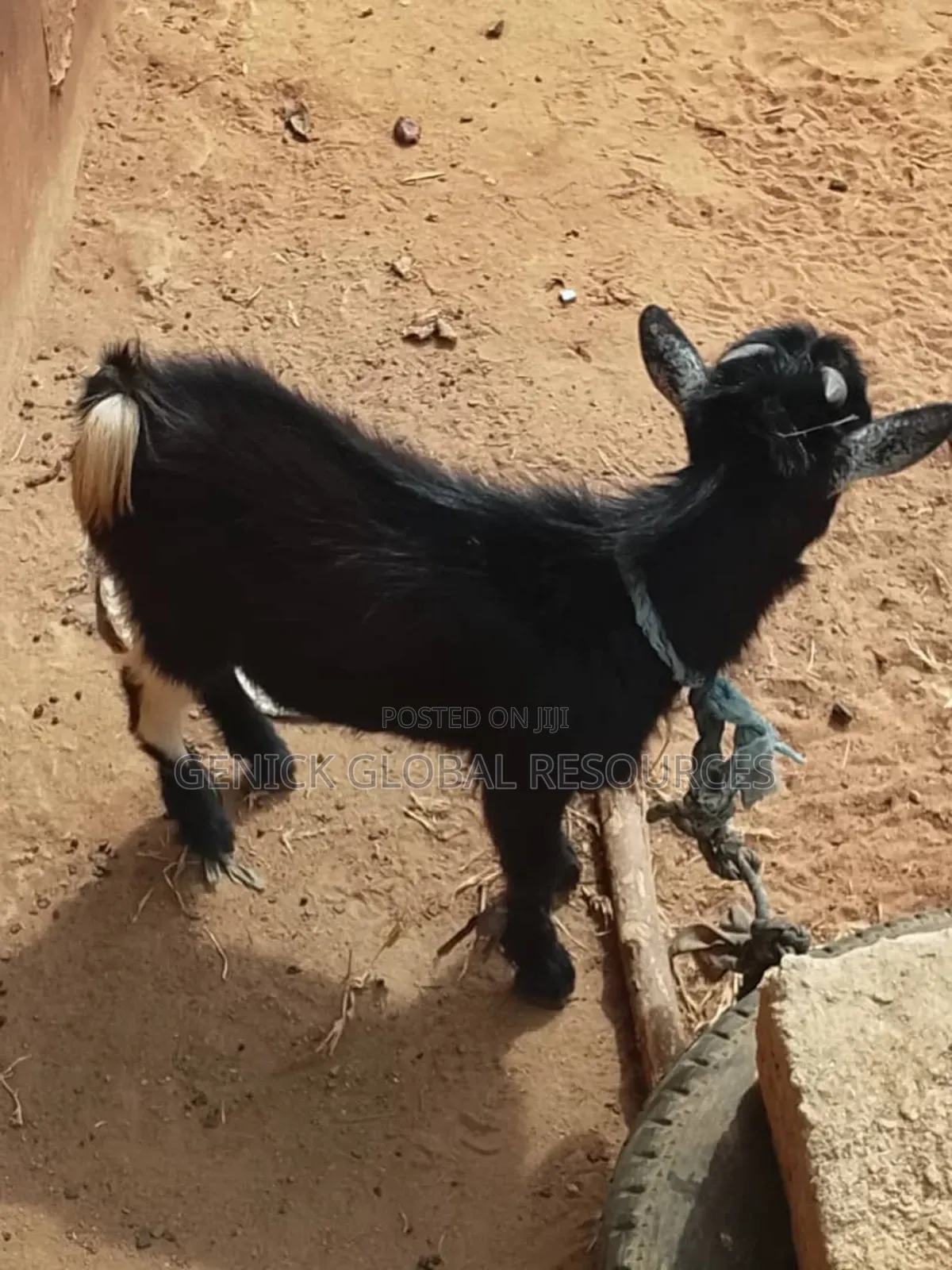 Active Male Goat