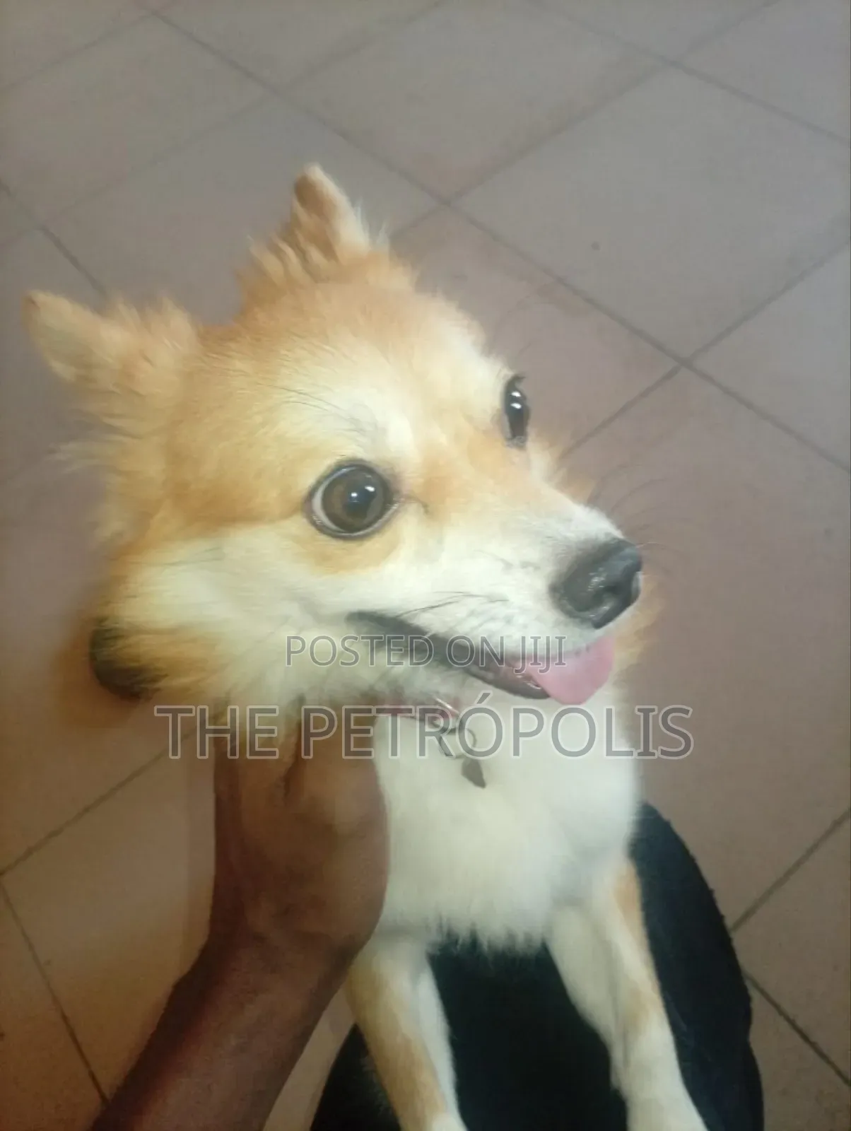 Adult Male Chihuahua