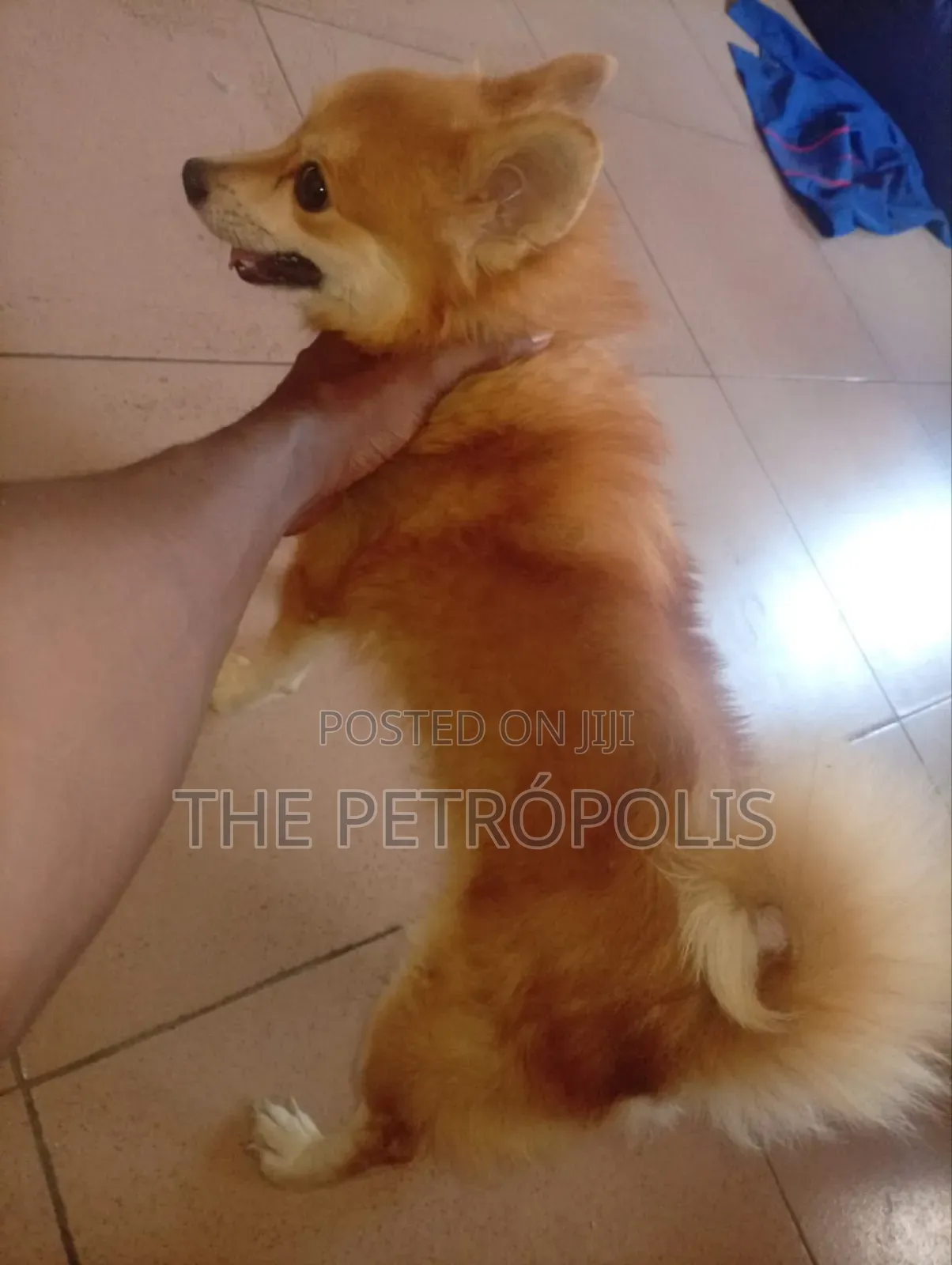Adult Male Chihuahua
