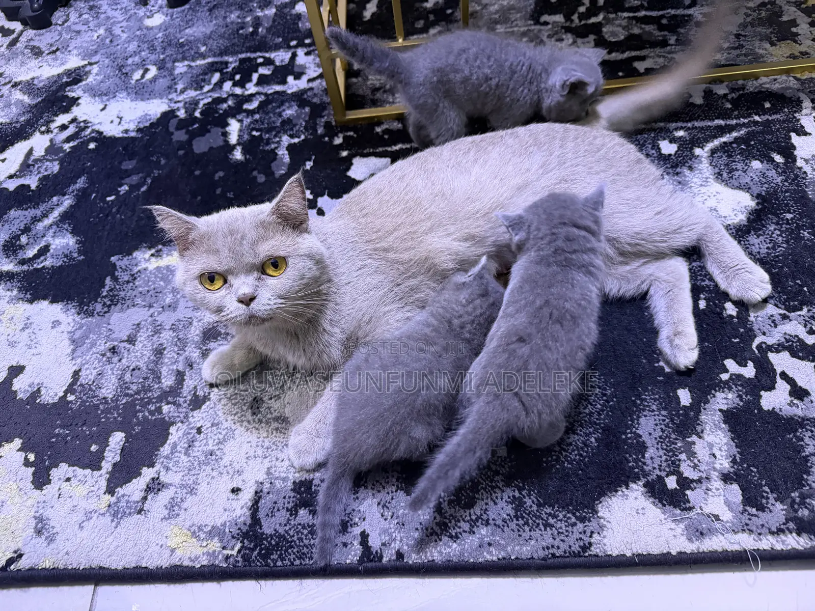 1-3 months Male Purebred British Shorthair