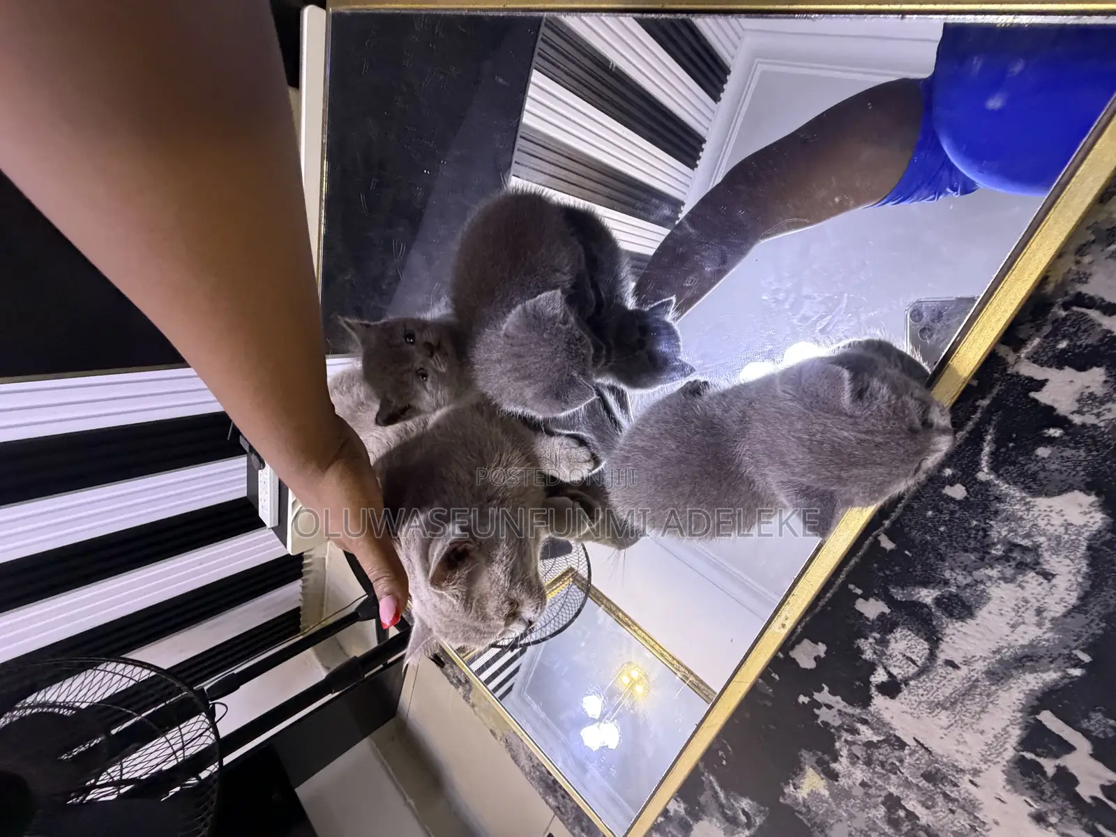 1-3 months Male Purebred British Shorthair